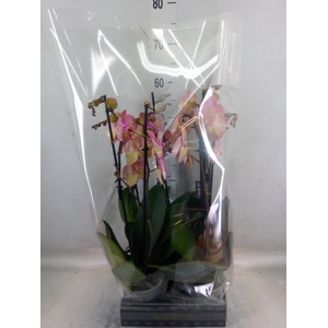 Phalaenopsis  'Jupiter'