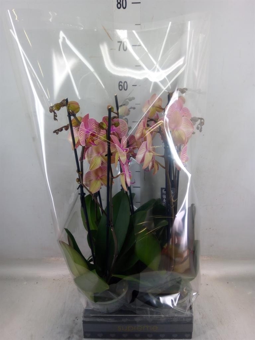 <h4>Phalaenopsis  'Jupiter'</h4>