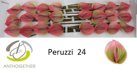 <h4>Anth A Peruzzi 11 cm X24 Spek Flowers</h4>