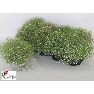 GYPS MURALIS GEM POT