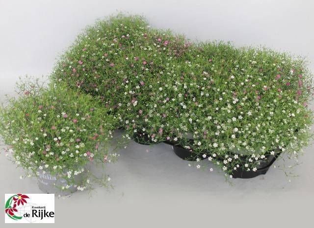 <h4>GYPS MURALIS GEM POT</h4>