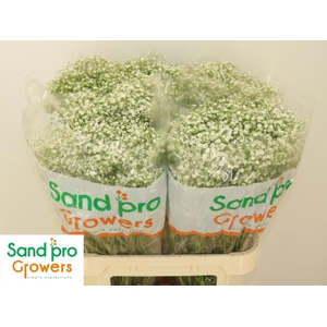 GYPS PA ZI DISCOVERY