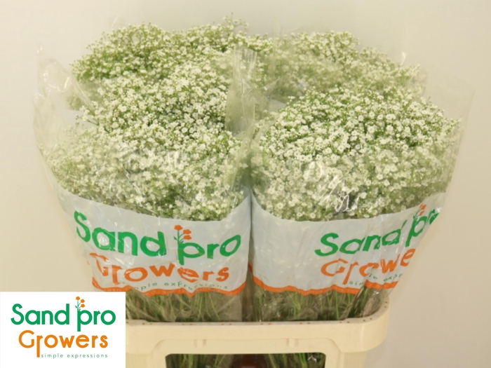 <h4>GYPS PA ZI DISCOVERY</h4>