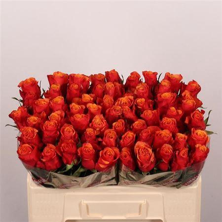 <h4>R Gr Espana</h4>