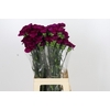 Dianthus St Yukari Violet