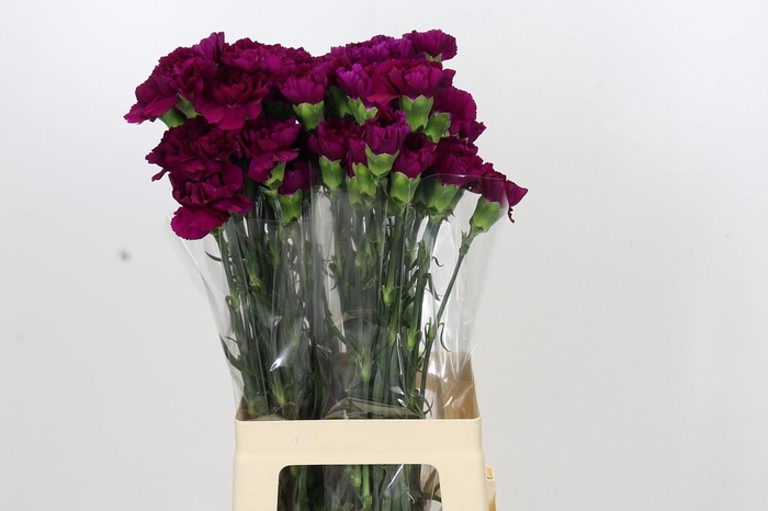 <h4>Dianthus St Yukari Violet</h4>