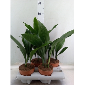 Aspidistra elat.