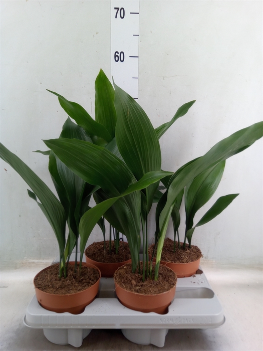 <h4>Aspidistra elat.</h4>