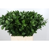 Ruscus Israel