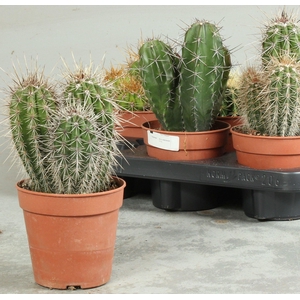 CACTUS OV