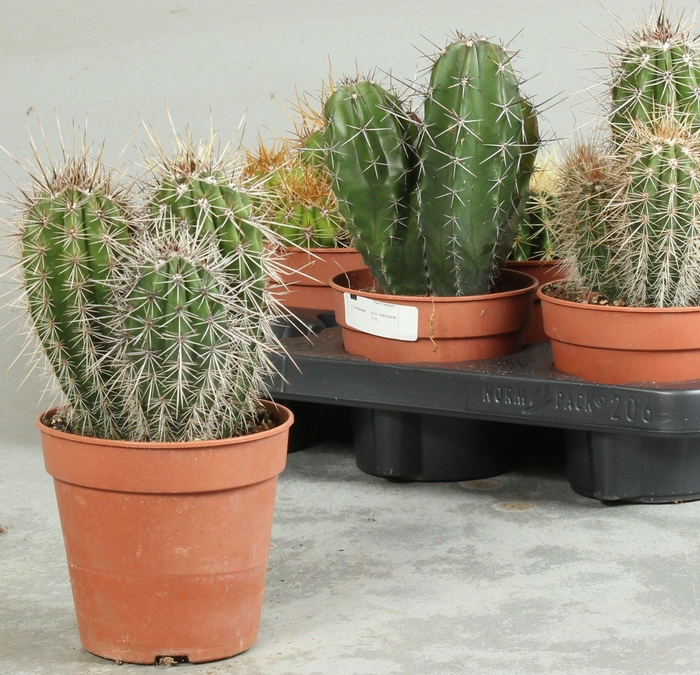 <h4>CACTUS OV</h4>