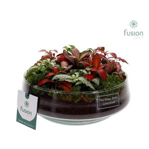 Green Bottle Iris Medium met Fittonia Arrangement