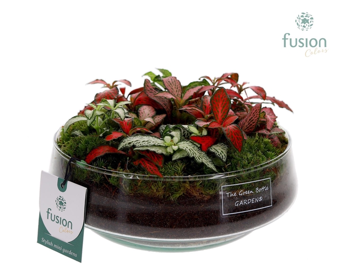 <h4>Green Bottle Iris Medium met Fittonia Arrangement</h4>