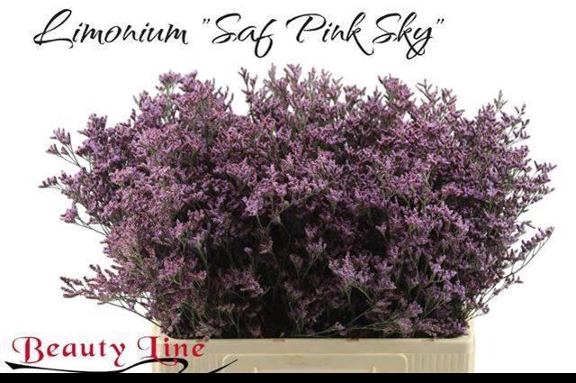 <h4>LIM PIUMA SKY</h4>