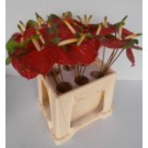 <h4>Anthurium Narita</h4>