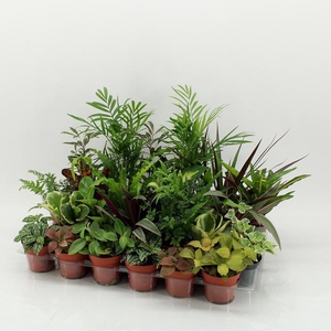 Z-24 Mixplanten zonder showdoos