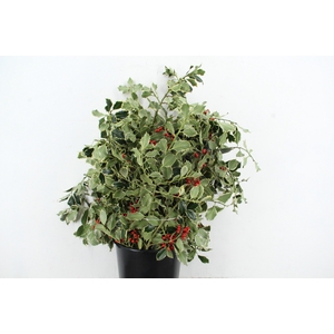 HULST VARIEGATED 300GR