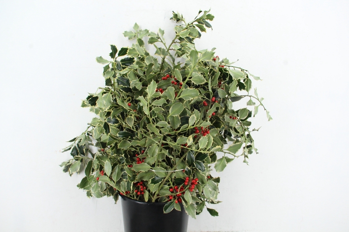 <h4>HULST VARIEGATED 300GR</h4>