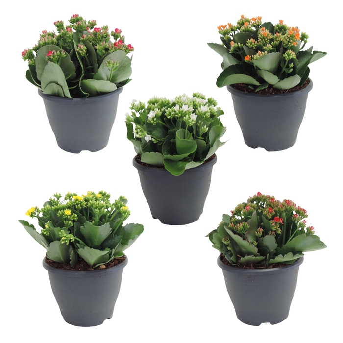 <h4>Kalan Bl Gardenlina Gemengd Patio Pot</h4>