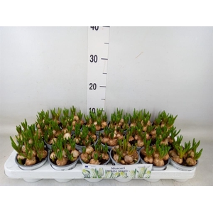 Muscari  'Magic White'