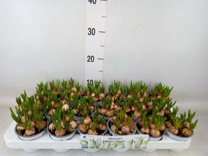 <h4>Muscari  'Magic White'</h4>