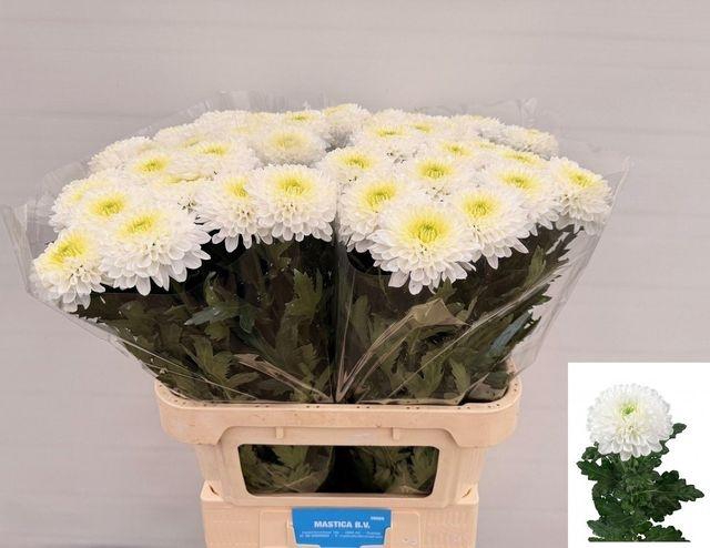 <h4>Chr G Kokos</h4>