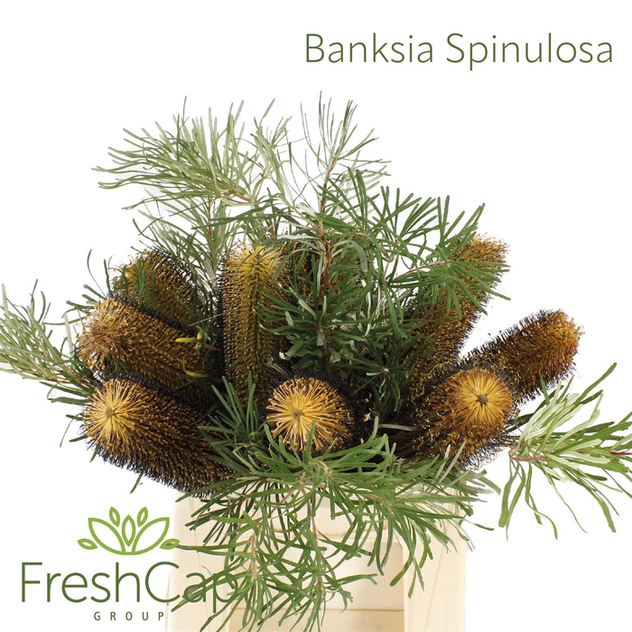 Banksia Spinulosa