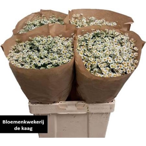 Tana Pa Single Vegmo