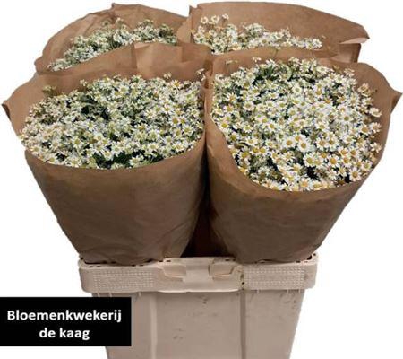 <h4>Tana Pa Single Vegmo</h4>