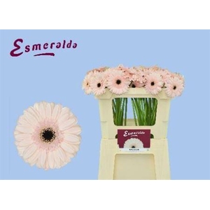 Ge Mi Macaron 07 CM,(NL),MPS A,(20)