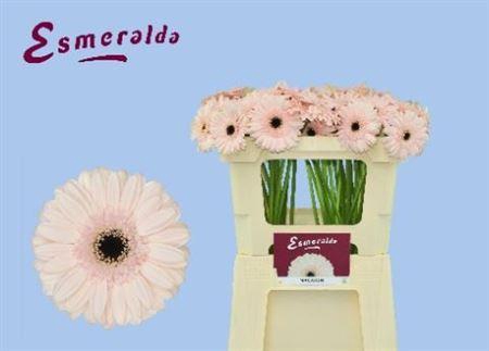 <h4>Ge Mi Macaron 07 CM,(NL),MPS A,(20)</h4>