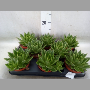 Echeveria  'Miranda'