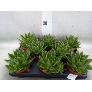 Echeveria  'Miranda'