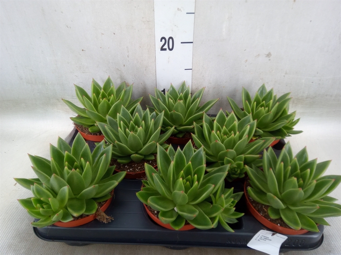 <h4>Echeveria  'Miranda'</h4>