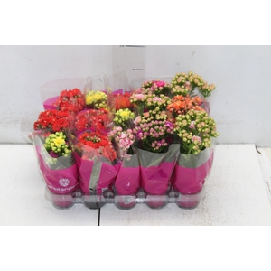 KALANCHOE DOBRADO MINI P06