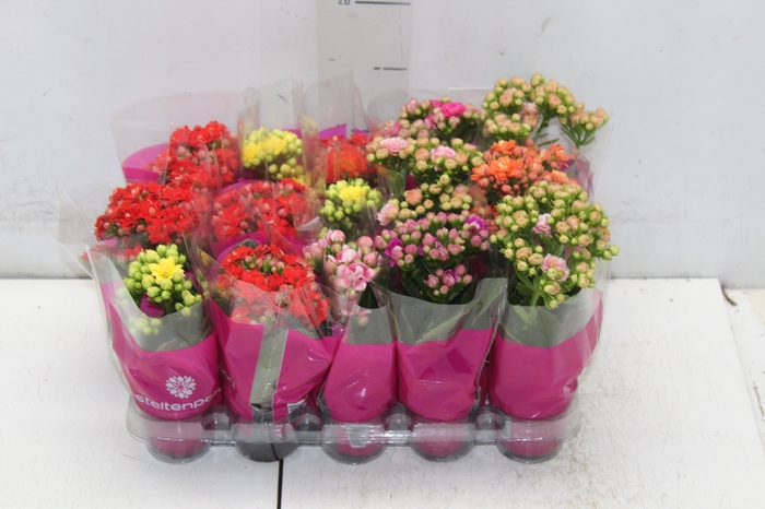 <h4>KALANCHOE DOBRADO MINI P06</h4>
