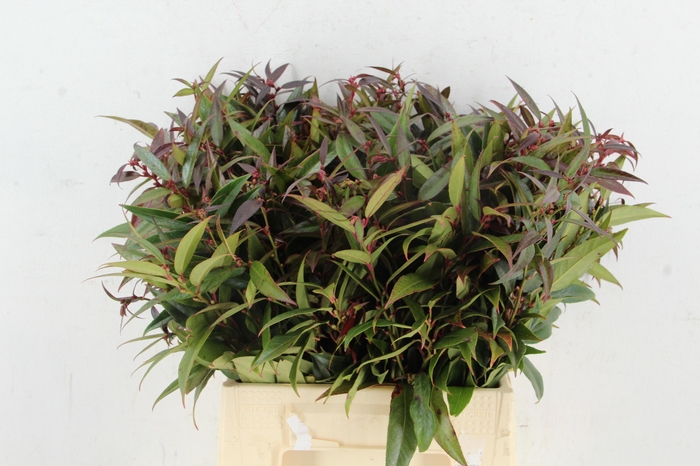<h4>LEUCOTHOE FONT RAINB</h4>