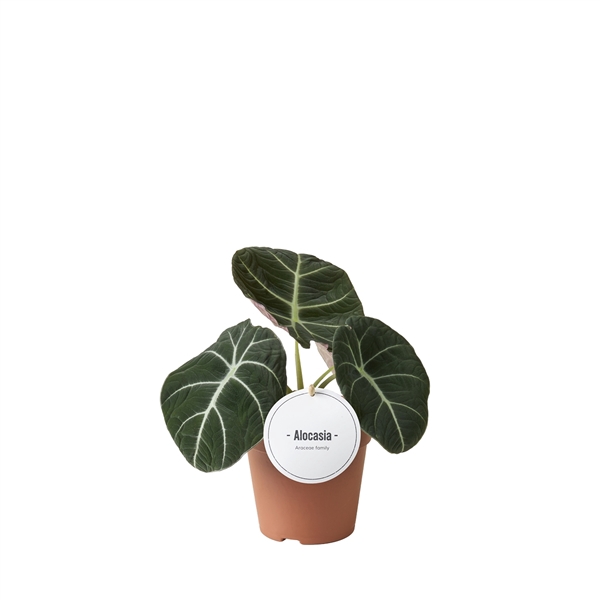 <h4>Alocasia Black Velvet</h4>