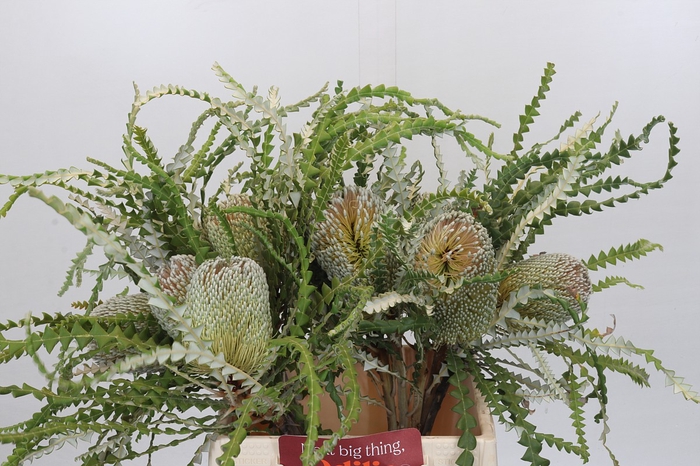 <h4>Banksia Speciosa</h4>