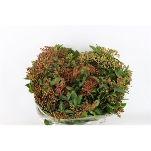 Viburnum Berry Red P Bunch