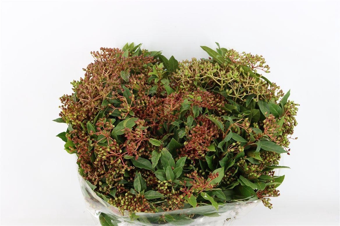 <h4>Viburnum Berry Red P Bunch</h4>