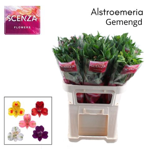 <h4>Alstr Gem In Fust</h4>