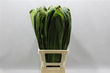 Cordyline Fruticosa ( Green Tie )