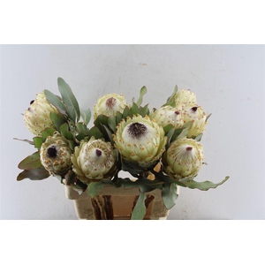Protea M Ice Queen