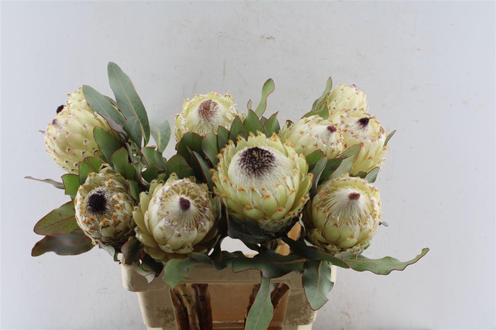 <h4>Protea M Ice Queen</h4>
