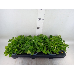 Scaevola aemula 'White Touch'