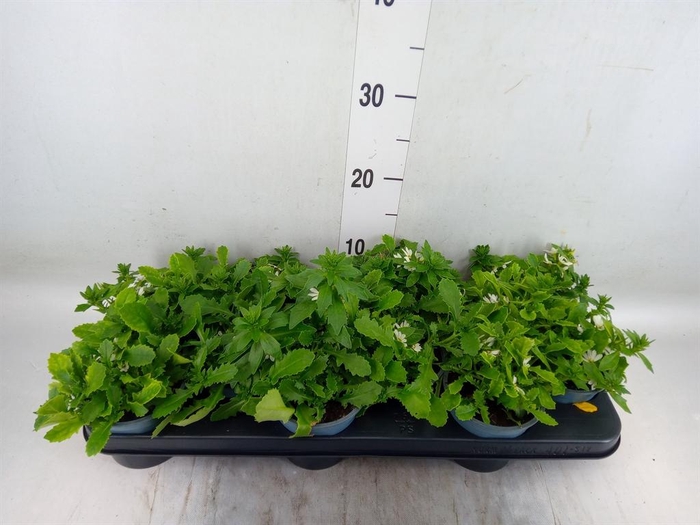 <h4>Scaevola aemula 'White Touch'</h4>