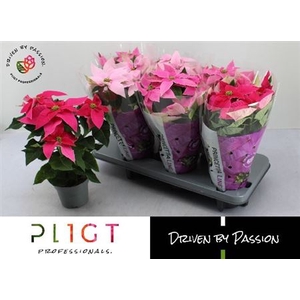 Euphorbia pulcherrima Princettia gemengd