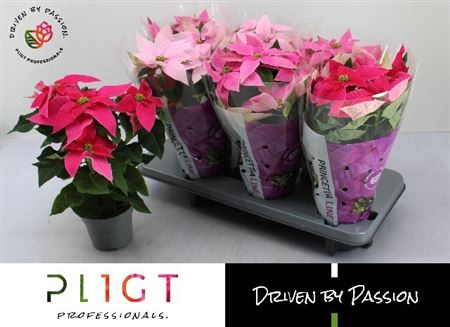 <h4>Euphorbia pulcherrima Princettia gemengd</h4>