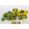 Helianthus Orange Fire